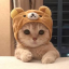 CatPvP icon